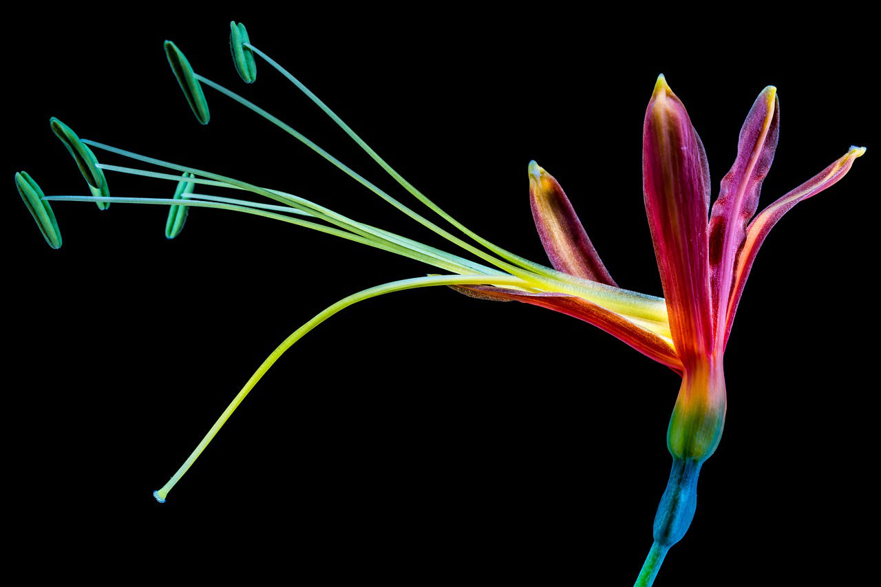 bird of paradise flower